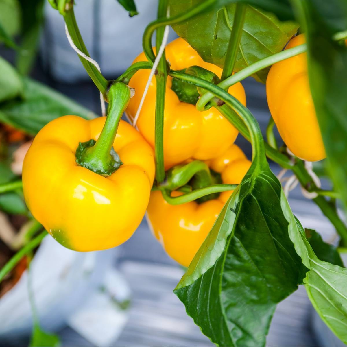 Capsicum- Golden Californian Wonder